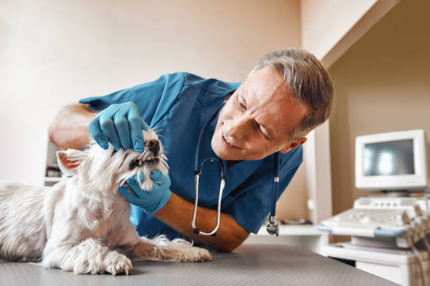 Best Emergency Broken Tooth Repair in Swisher, IA